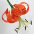Мастер-класс плетения тигровой лилии из бисера
