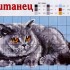 Вышивка котов